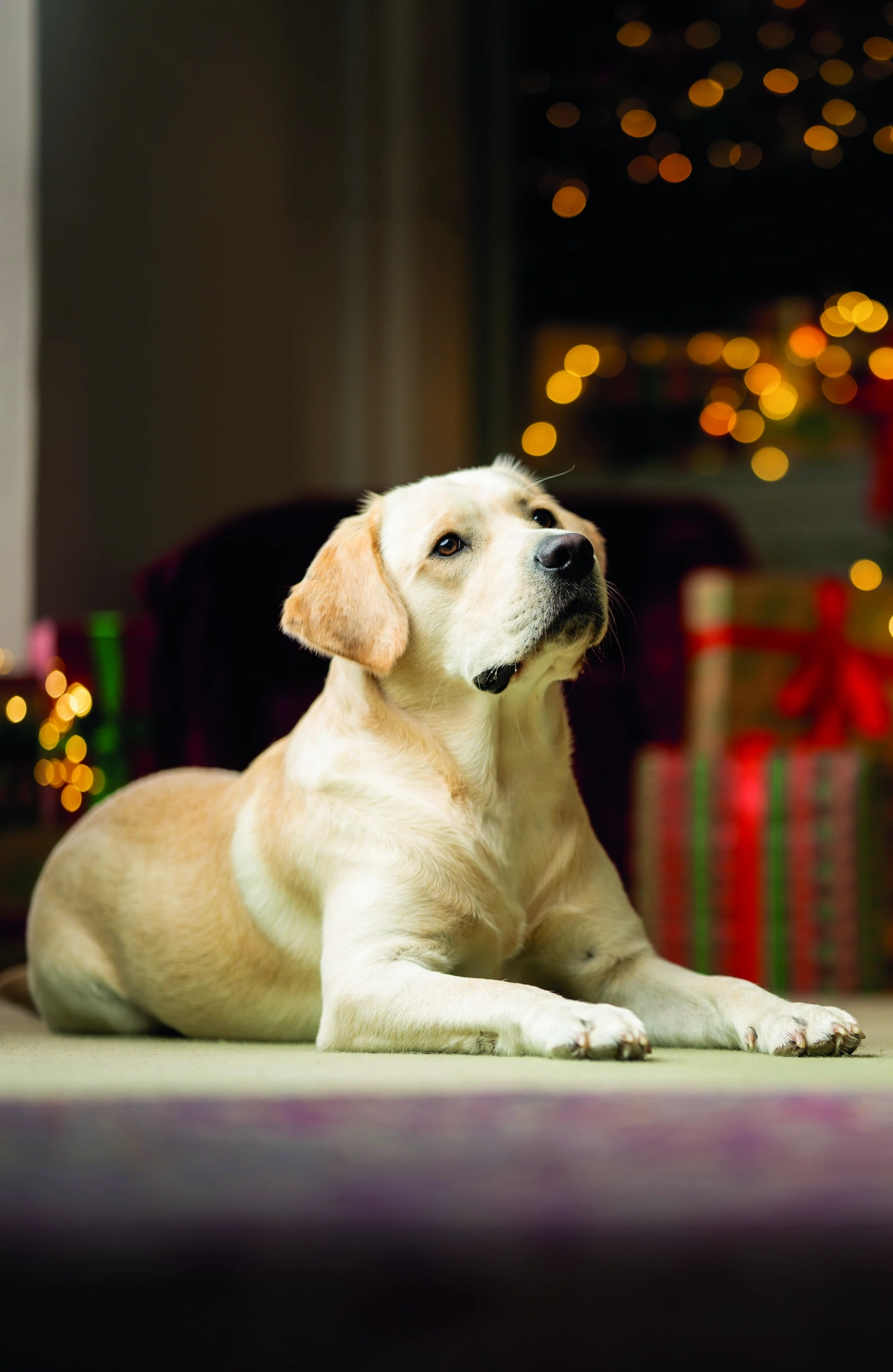 Hearing Dogs for Deaf People Labrador